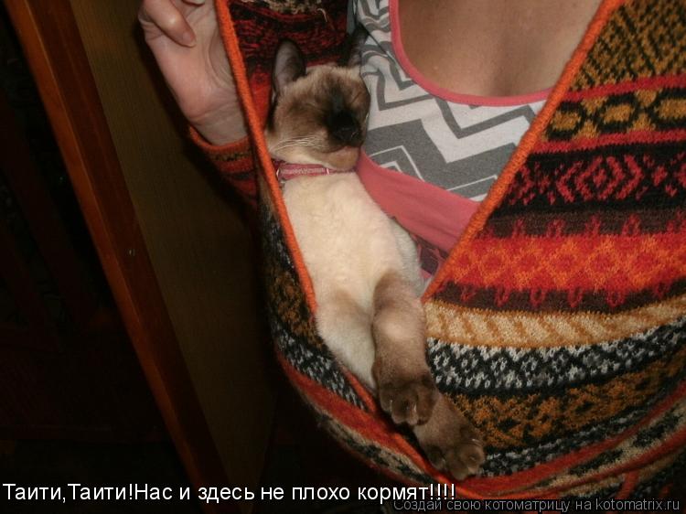 Таити,Таити!Нас и здесь не плохо кормят!!!!... Котоматрица: Таити,Таити!Нас и здесь не плохо кормят!!!!