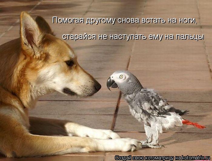 старайся не наступать ему на пальцы Помогая другому снова встать на ноги,... Котоматрица: старайся не наступать ему на пальцы Помогая другому снова встать на ноги,