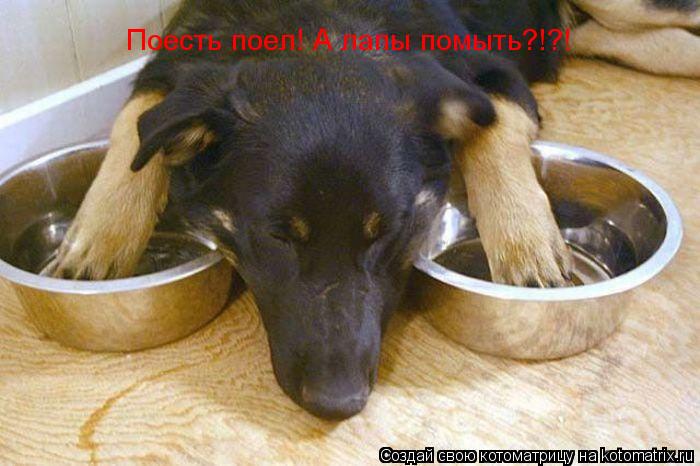 Поесть поел! А лапы помыть?!?!... Котоматрица: Поесть поел! А лапы помыть?!?!