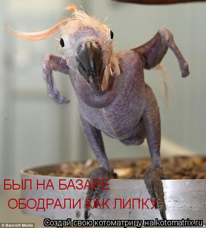 БЫЛ НА БАЗАРЕ ОБОДРАЛИ КАК ЛИПКУ... Котоматрица: БЫЛ НА БАЗАРЕ ОБОДРАЛИ КАК ЛИПКУ