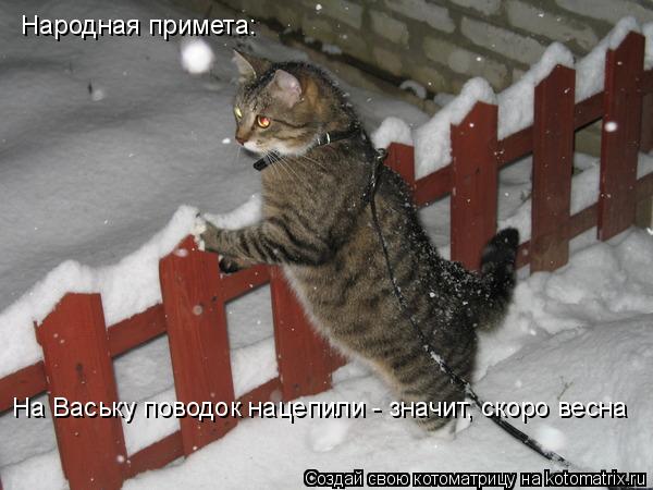 Народная примета: На Ваську поводок нацепили - значит, скоро весна... Котоматрица: Народная примета: На Ваську поводок нацепили - значит, скоро весна