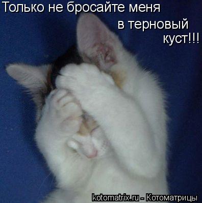 Только не бросайте меня в терновый куст!!!... Котоматрица: Только не бросайте меня в терновый куст!!!