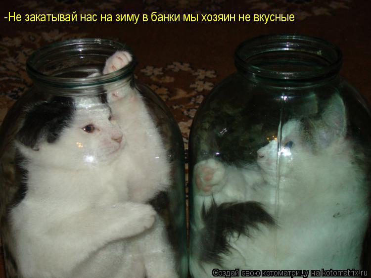 -Не закатывай нас на зиму в банки мы хозяин не вкусные... Котоматрица: -Не закатывай нас на зиму в банки мы хозяин не вкусные