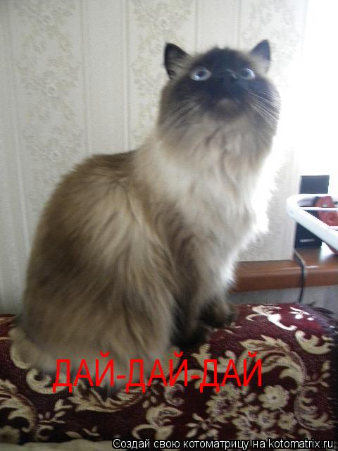 ДАЙ-ДАЙ-ДАЙ... Котоматрица: ДАЙ-ДАЙ-ДАЙ