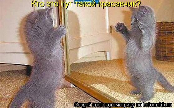 Кто это тут такой красавчик?... Котоматрица: Кто это тут такой красавчик?