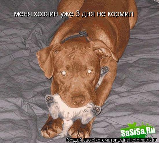 - меня хозяин уже 3 дня не кормил... Котоматрица: - меня хозяин уже 3 дня не кормил