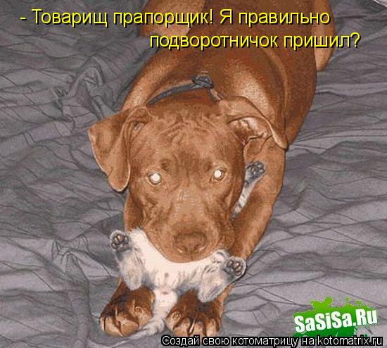 - Товарищ прапорщик! Я правильно подворотничок пришил?... Котоматрица: - Товарищ прапорщик! Я правильно подворотничок пришил?