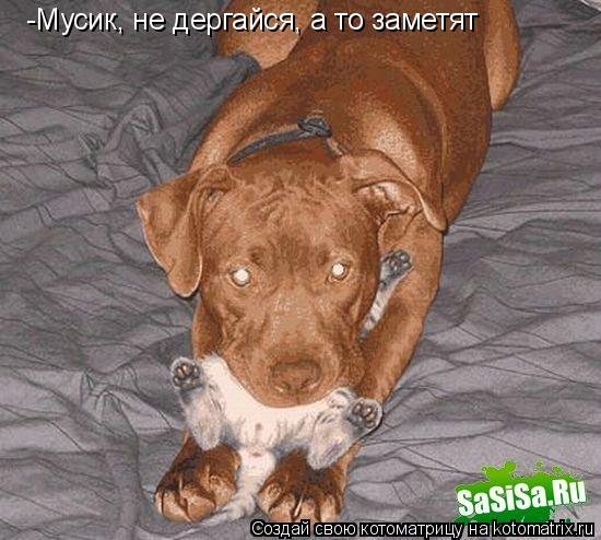 -Мусик, не дергайся, а то заметят... Котоматрица: -Мусик, не дергайся, а то заметят