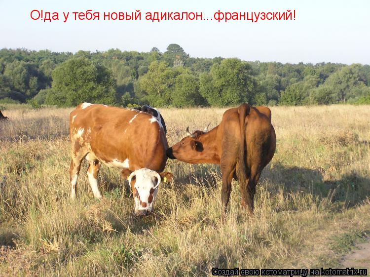 О!да у тебя новый адикалон...французский!... Котоматрица: О!да у тебя новый адикалон...французский!
