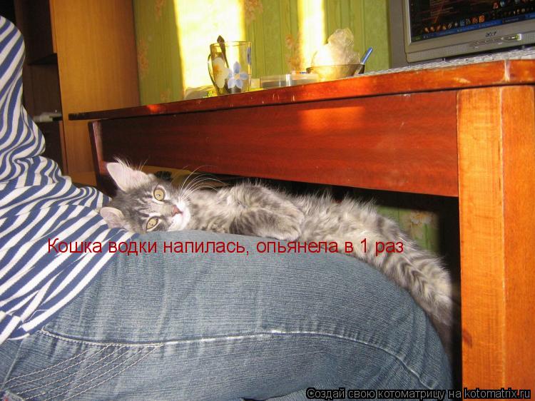 Кошка водки напилась, опьянела в 1 раз... Котоматрица: Кошка водки напилась, опьянела в 1 раз