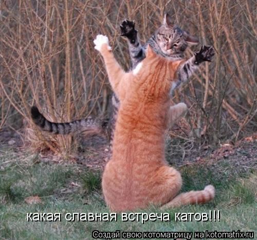 какая славная встреча катов!!!... Котоматрица: какая славная встреча катов!!!