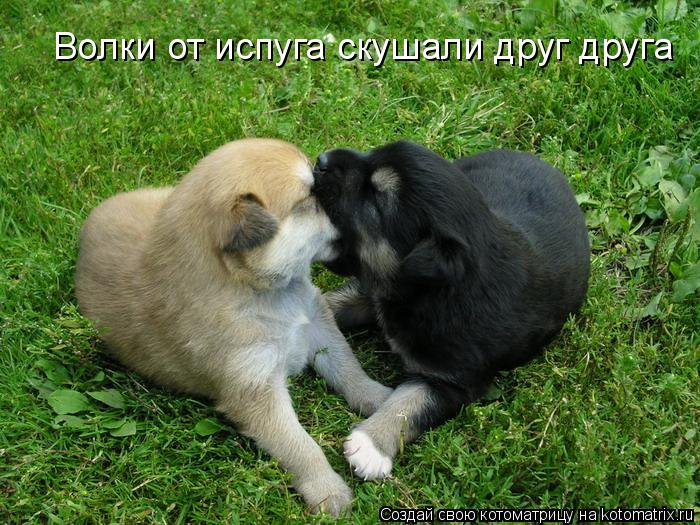 Волки от испуга скушали друг друга... Котоматрица: Волки от испуга скушали друг друга
