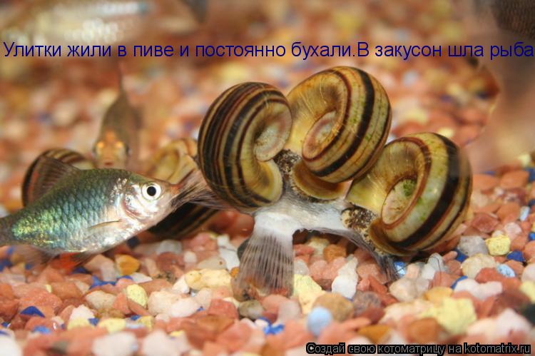 Улитки жили в пиве и постоянно бухали.В закусон шла рыба.... Котоматрица: Улитки жили в пиве и постоянно бухали.В закусон шла рыба.