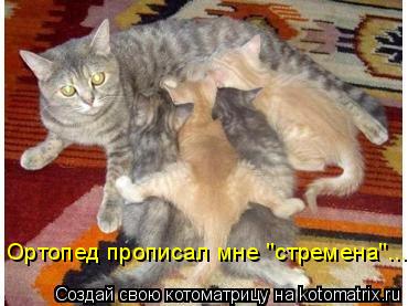 Ортопед прописал мне "стремена"...... Котоматрица: Ортопед прописал мне "стремена"...