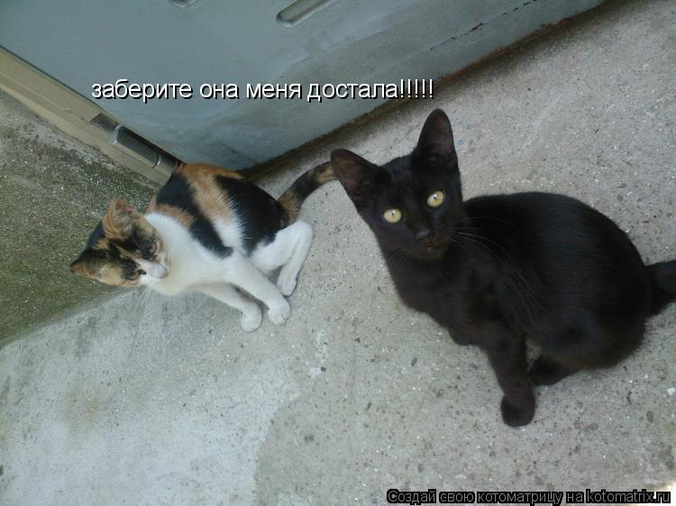 заберите она меня достала!!!!!... Котоматрица: заберите она меня достала!!!!!