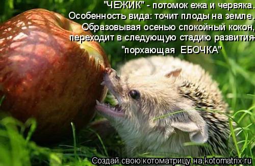Особенность вида: точит плоды на земле. "ЧЕЖИК" - потомок ежа и червяка. Образовывая осенью спокойный... Котоматрица: Особенность вида: точит плоды на земле. "ЧЕЖИК" - потомок ежа и червяка. Образовывая осенью спокойный кокон, переходит в следующую стадию раз