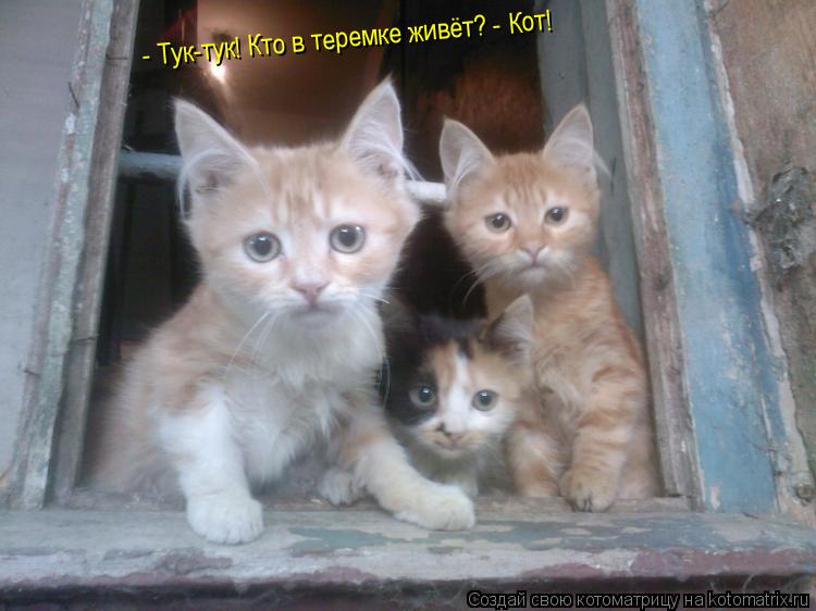 - Тук-тук! Кто в теремке живёт? - Кот! - Тук-тук! Кто в теремке живёт? - Кот!... Котоматрица: - Тук-тук! Кто в теремке живёт? - Кот! - Тук-тук! Кто в теремке живёт? - Кот!