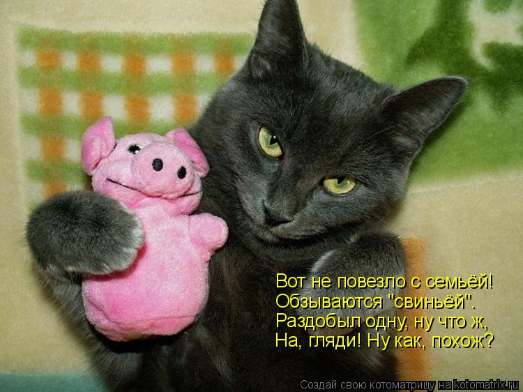 Вот не повезло с семьёй! Обзываются "свиньёй". Раздобыл одну, ну что ж, На, гляди! Ну как, похож?... Котоматрица: Вот не повезло с семьёй! Обзываются "свиньёй". Раздобыл одну, ну что ж, На, гляди! Ну как, похож?