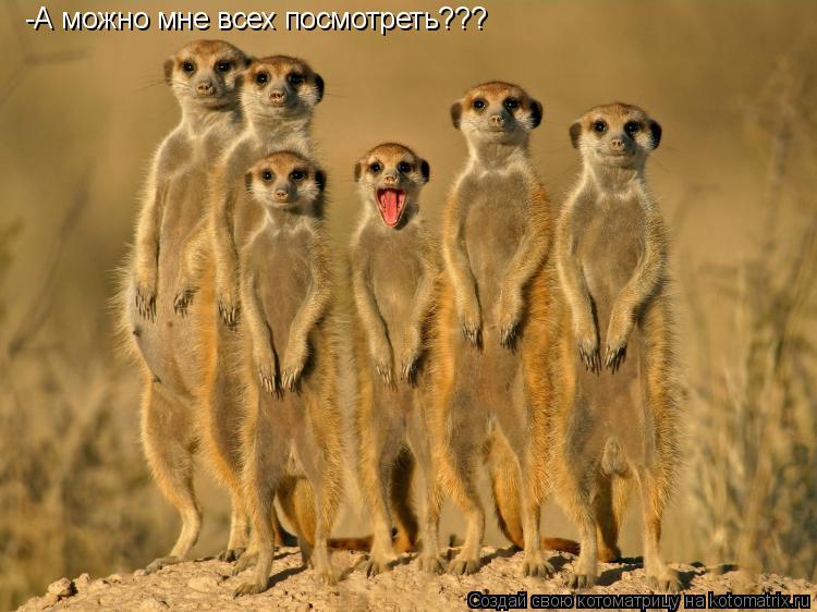 -А можно мне всех посмотреть???... Котоматрица: -А можно мне всех посмотреть???