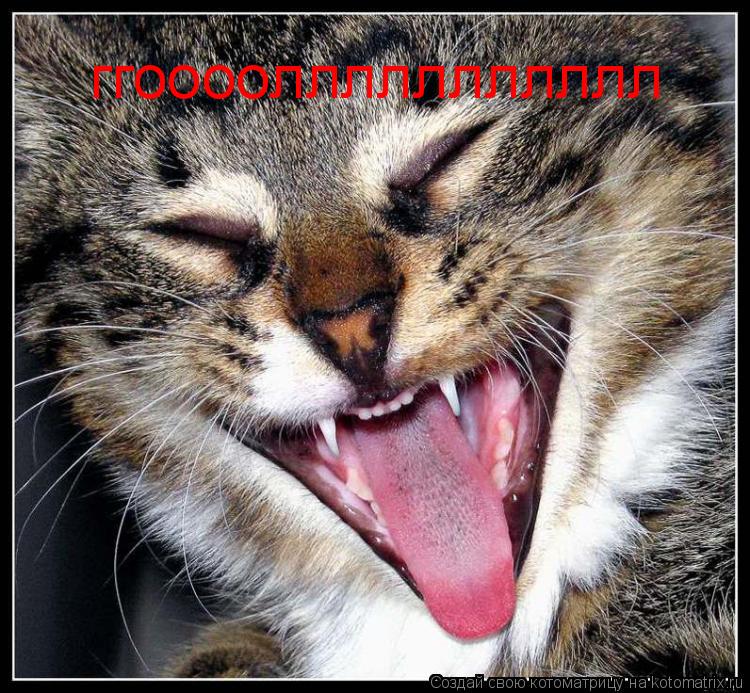 ггооооллллллллллл... Котоматрица: ггооооллллллллллл