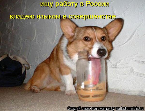 владею языком в совершенстве ищу работу в России... Котоматрица: владею языком в совершенстве ищу работу в России