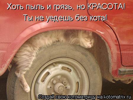 Хоть пыль и грязь, но КРАСОТА! Ты не уедешь без кота!... Котоматрица: Хоть пыль и грязь, но КРАСОТА! Ты не уедешь без кота!