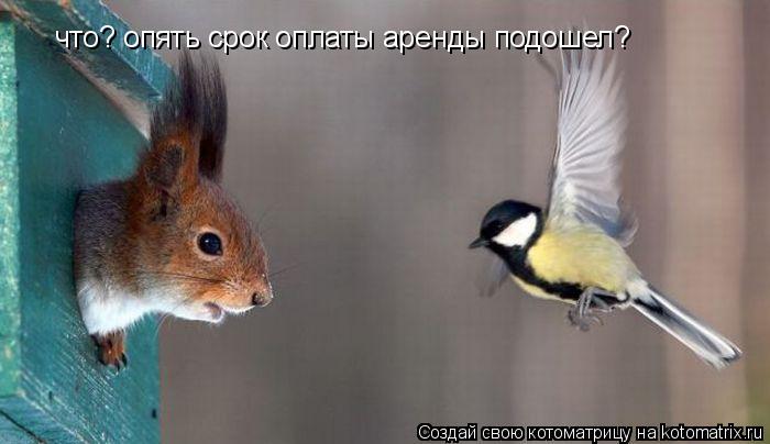 что? опять срок оплаты аренды подошел?... Котоматрица: что? опять срок оплаты аренды подошел?