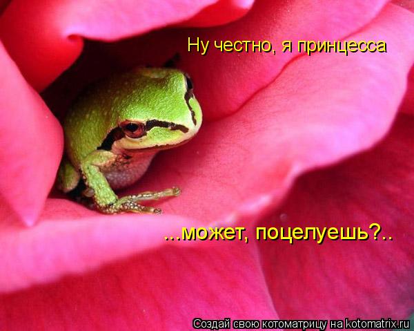 Ну честно, я принцесса ...может, поцелуешь?..... Котоматрица: Ну честно, я принцесса ...может, поцелуешь?..
