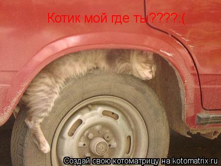Котик мой где ты????:(... Котоматрица: Котик мой где ты????:(