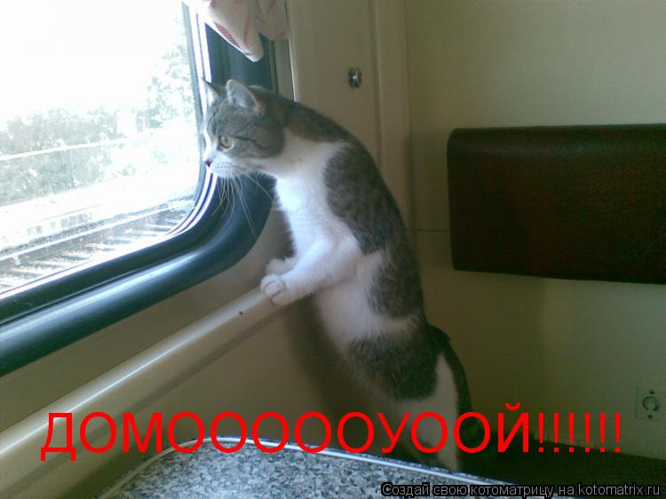 ДОМОООООУООЙ!!!!!!... Котоматрица: ДОМОООООУООЙ!!!!!!