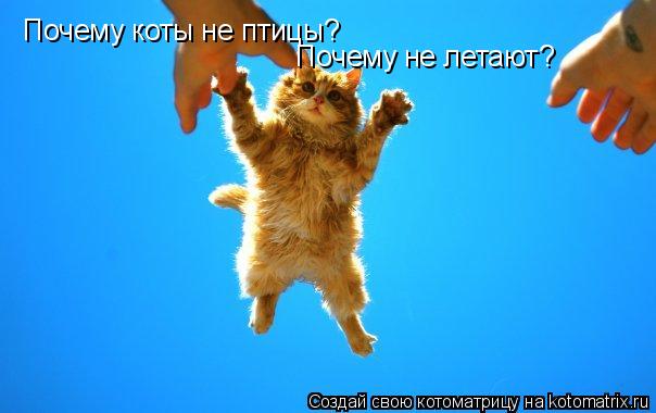 Почему коты не птицы? Почему не летают?... Котоматрица: Почему коты не птицы? Почему не летают?