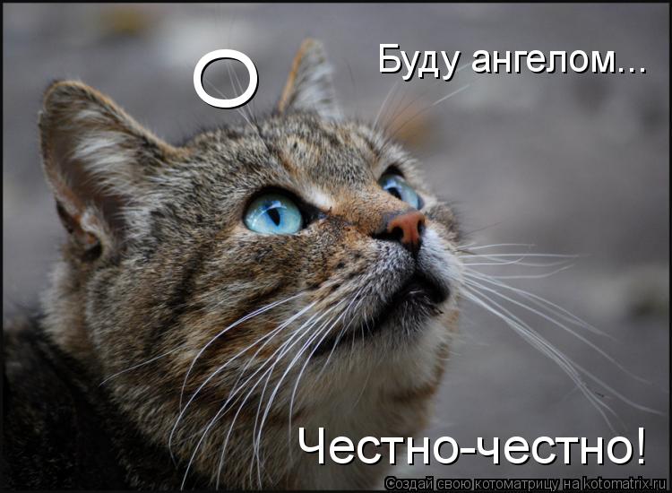 Честно-честно! Буду ангелом... О... Котоматрица: Честно-честно! Буду ангелом... О