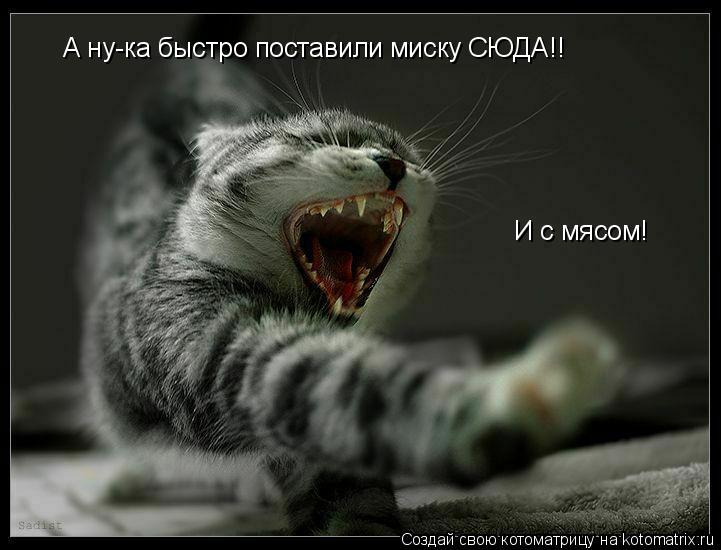 А ну-ка быстро поставили миску СЮДА!! И с мясом!... Котоматрица: А ну-ка быстро поставили миску СЮДА!! И с мясом!