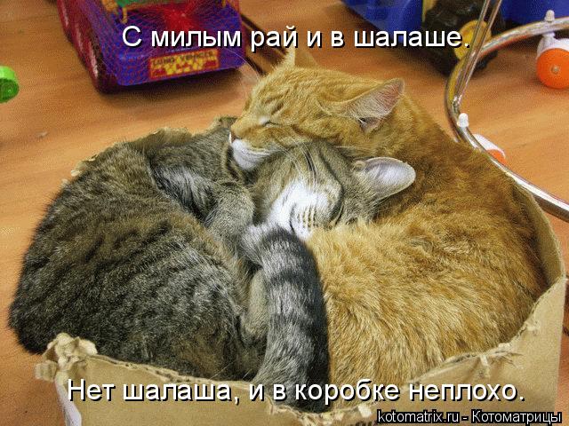 С милым рай и в шалаше. Нет шалаша, и в коробке неплохо.... Котоматрица: С милым рай и в шалаше. Нет шалаша, и в коробке неплохо.