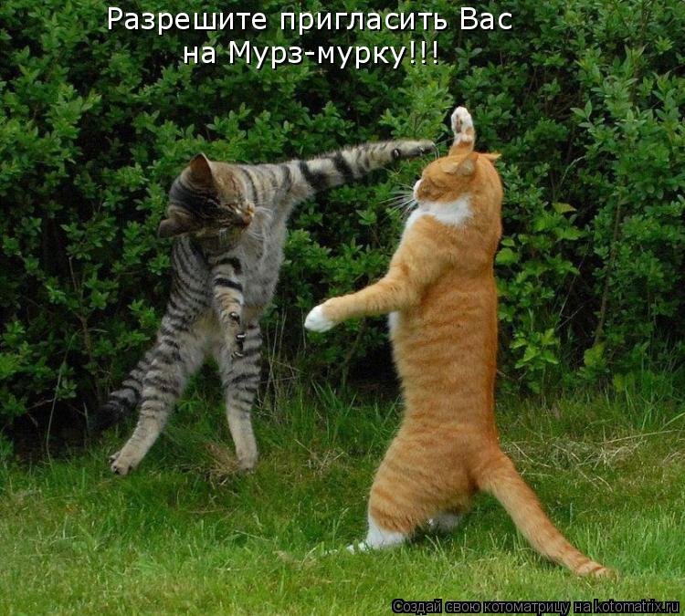 Разрешите пригласить Вас на Мурз-мурку!!!... Котоматрица: Разрешите пригласить Вас на Мурз-мурку!!!