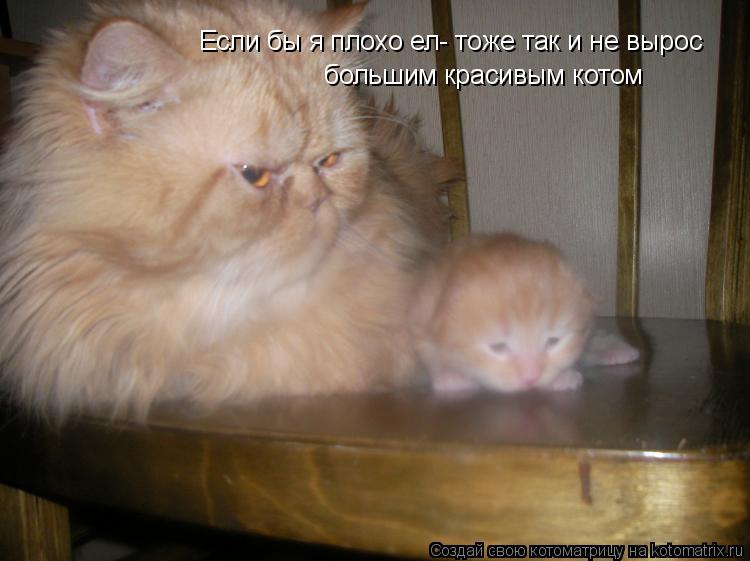 Если бы я плохо ел- тоже так и не вырос большим красивым котом... Котоматрица: Если бы я плохо ел- тоже так и не вырос большим красивым котом