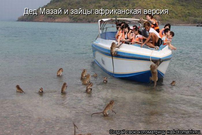 Дед Мазай и зайцы:африканская версия... Котоматрица: Дед Мазай и зайцы:африканская версия