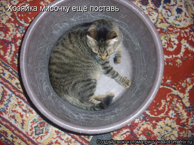 Хозяйка мисочку ещё поставь Хозяйка мисочку ещё поставь... Котоматрица: Хозяйка мисочку ещё поставь Хозяйка мисочку ещё поставь