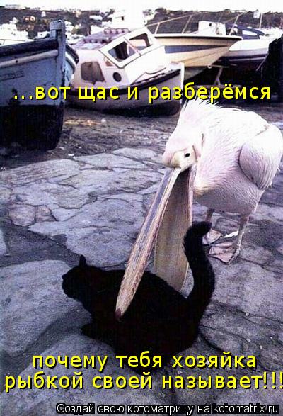 ...вот щас и разберёмся почему тебя хозяйка рыбкой своей называет!!!... Котоматрица: ...вот щас и разберёмся почему тебя хозяйка рыбкой своей называет!!!