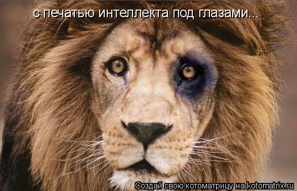 с печатью интеллекта под глазами...... Котоматрица: с печатью интеллекта под глазами...