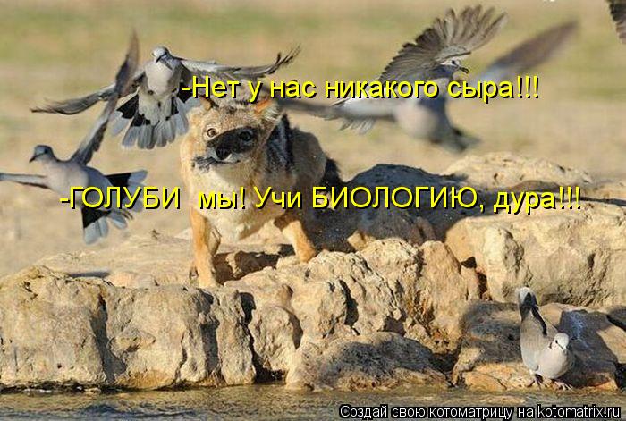 -Нет у нас никакого сыра!!! -ГОЛУБИ мы! Учи БИОЛОГИЮ, дура!!!... Котоматрица: -Нет у нас никакого сыра!!! -ГОЛУБИ мы! Учи БИОЛОГИЮ, дура!!!