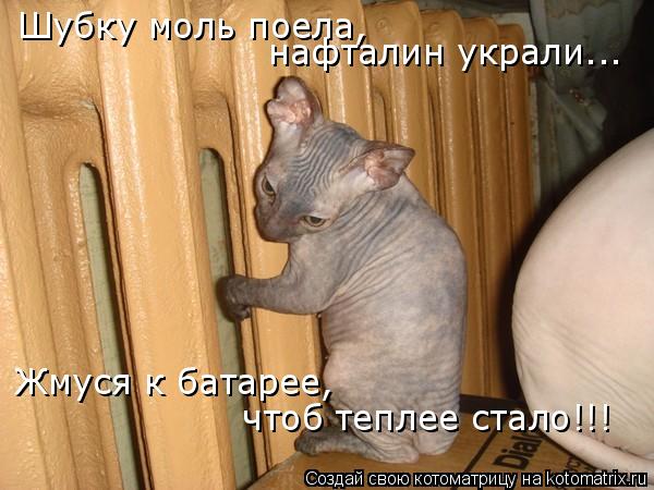 Шубку моль поела, нафталин украли... Жмуся к батарее, чтоб теплее стало!!!... Котоматрица: Шубку моль поела, нафталин украли... Жмуся к батарее, чтоб теплее стало!!!