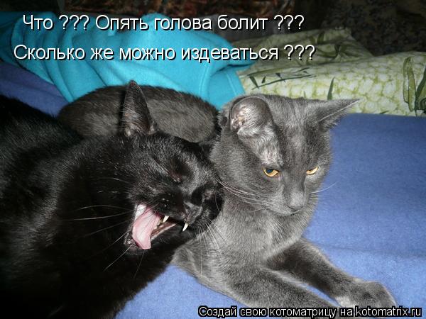 Что ??? Опять голова болит ??? Сколько же можно издеваться ???... Котоматрица: Что ??? Опять голова болит ??? Сколько же можно издеваться ???