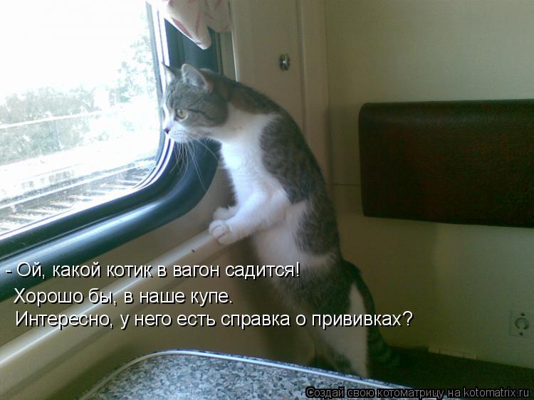 Котоматрица: Хорошо бы, в наше купе. - Ой, какой котик в вагон садится! Интересно, у него есть справка о прививках?