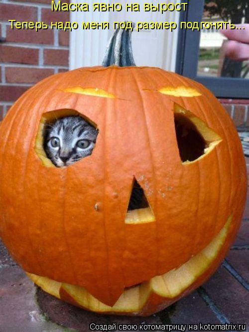 Маска явно на вырост Теперь надо меня под размер подгонять...... Котоматрица: Маска явно на вырост Теперь надо меня под размер подгонять...