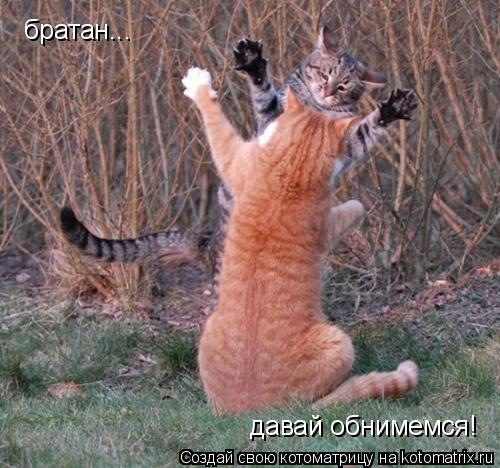 братан... давай обнимемся!... Котоматрица: братан... давай обнимемся!