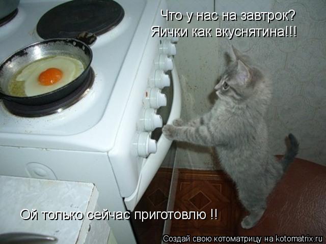 Что у нас на завтрок? Яички как вкуснятина!!! Ой только сейчас приготовлю !!... Котоматрица: Что у нас на завтрок? Яички как вкуснятина!!! Ой только сейчас приготовлю !!
