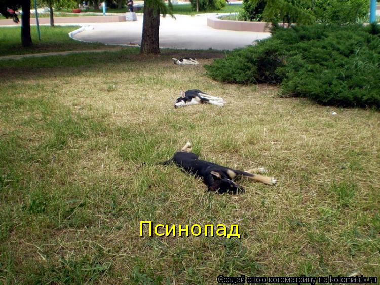 Псинопад... Котоматрица: Псинопад