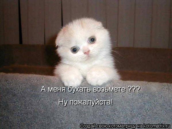 А меня бухать возьмете ??? Ну пожалуйста!... Котоматрица: А меня бухать возьмете ??? Ну пожалуйста!