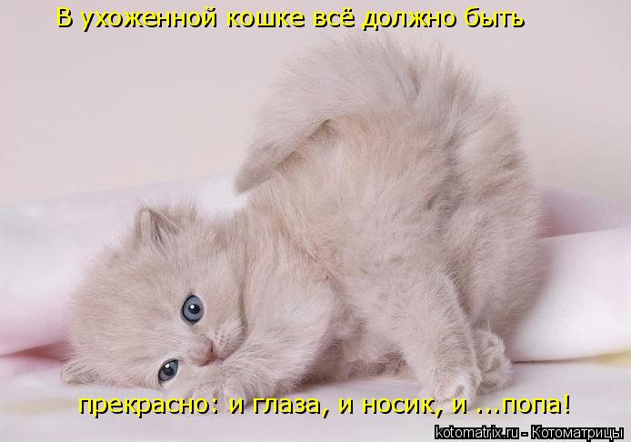 В ухоженной кошке всё должно быть прекрасно: и глаза, и носик, и ...попа!... Котоматрица: В ухоженной кошке всё должно быть прекрасно: и глаза, и носик, и ...попа!